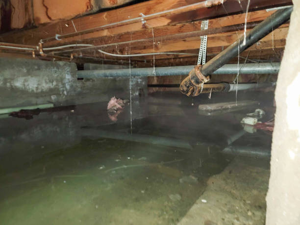 Best Flood restoration services  in Argo, AL